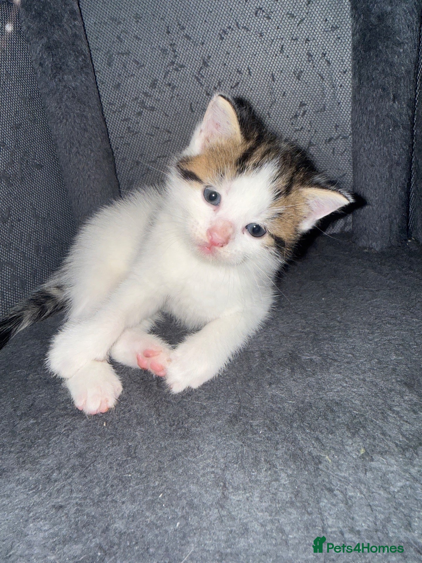 Mixed Breed cats Beautiful litter of kittens  - Advert 15