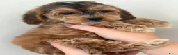 Cockapoo dogs for sale: Stunning sable cockerpoos  - Advert 25
