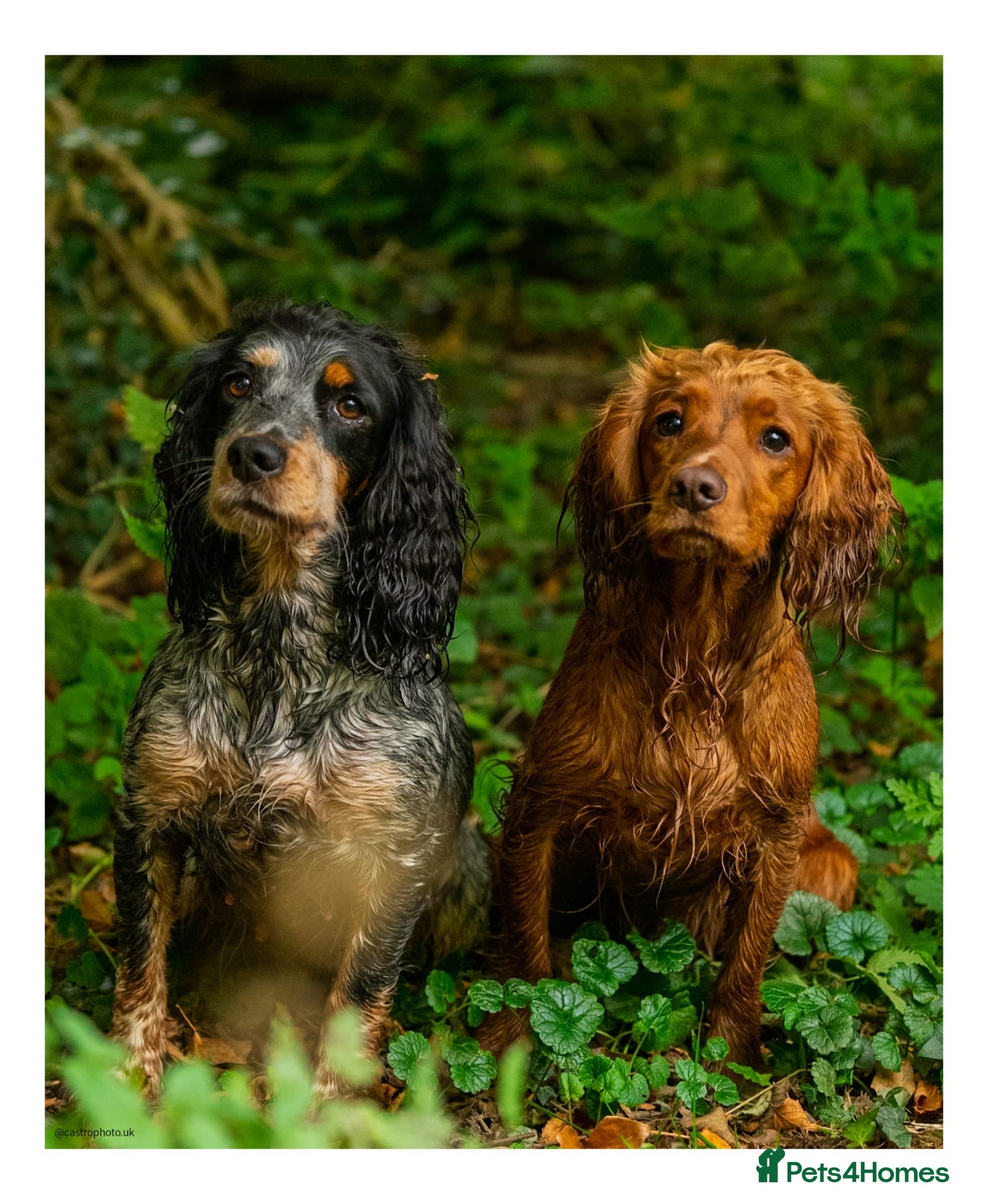 Cocker Spaniel dogs Working cocker spaniels  - Advert 2