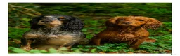 Cocker Spaniel dogs for sale: Working cocker spaniels  - Advert 2