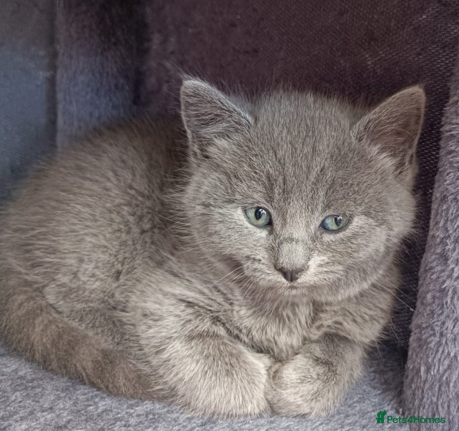 Russian Blue cats ABSOLUTELY BEAUTIFUL RUSSIAN BLUE KITTENS 8 WEEKS  - Advert 5