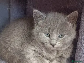 Russian Blue cats ABSOLUTELY BEAUTIFUL RUSSIAN BLUE KITTENS 8 WEEKS - Advert 5