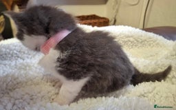 Ragdoll cats for sale: Ragdoll x BSH kittens (individually priced) - Image 3