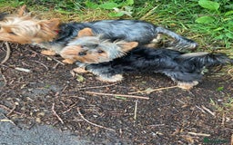 Yorkshire Terrier dogs for stud: Small Yorkie for Stud in Birmingham - Image 4