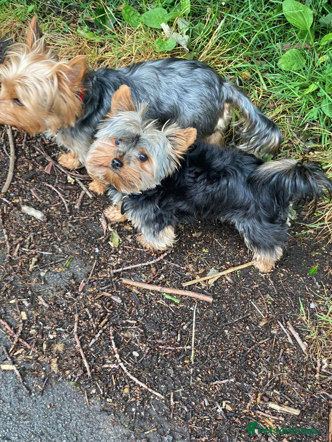 Yorkshire Terrier dogs for stud: Small Yorkie for Stud in Birmingham - Advert 4