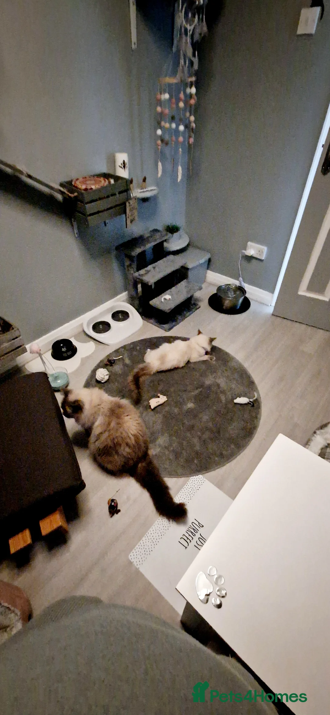 Ragdoll cats for stud: *stud*Gccf & tica entire active bluepoint ragdoll in Oldham - Advert 9