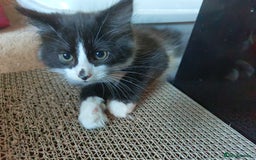 Domestic Shorthair cats for sale: 2 male kittens ready to go - Image 8