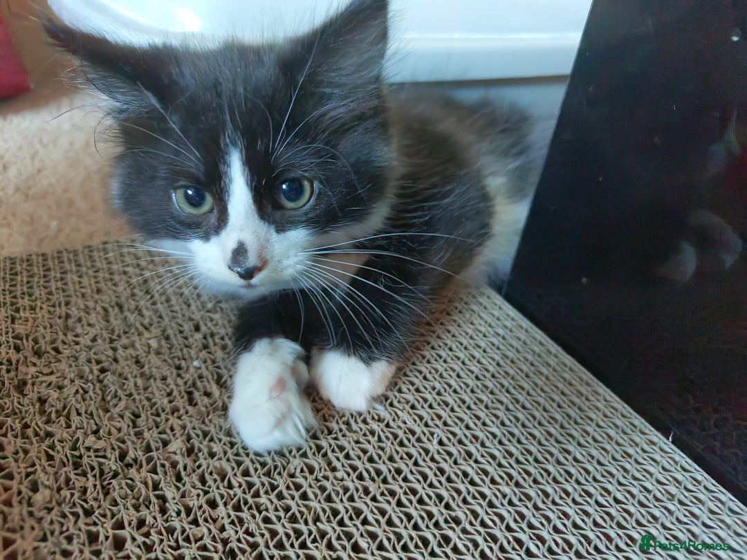 Domestic Shorthair cats for sale: 2 male kittens ready to go - Image 8