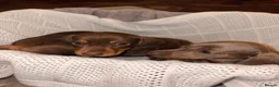 Miniature Dachshund dogs for sale: Miniature dachshund puppies  in Bilston - Advert 26