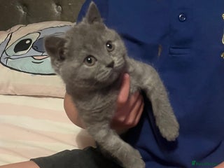 British Shorthair cats Gorgeous health tested British Blue shorthair - Advert 4