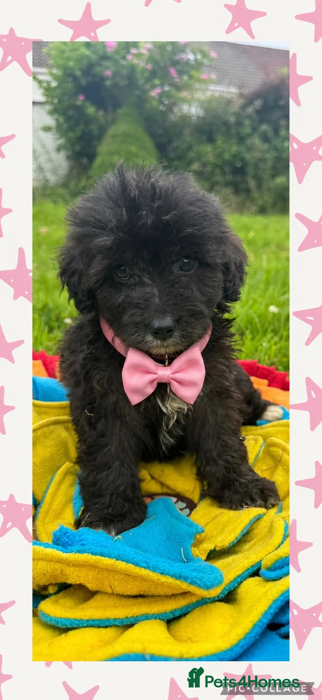 Mixed Breed dogs for sale: BEAUTIFUL F1 CORGIPOO GIRL🩷 - Advert 1