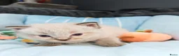 Ragdoll cats for sale: Beautiful Ragdoll Kittens Looking for Forever Home in Bolton - Advert 28