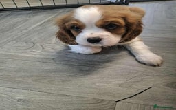Cavalier King Charles Spaniel dogs for sale: King Charles cavalier 1 boy left!  - Image 14