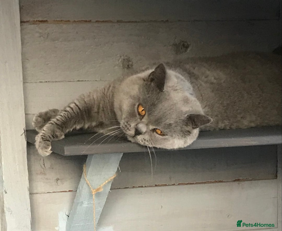 British Shorthair cats for stud: 💙 BIG BLUE STUD EAST MIDLANDS 💙 in Derby - Image 7