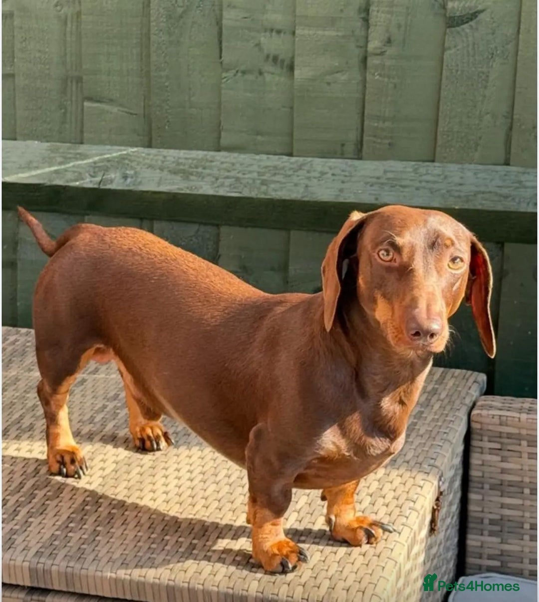 Dachshund dogs for sale: Miniature dachshunds  - Image 5