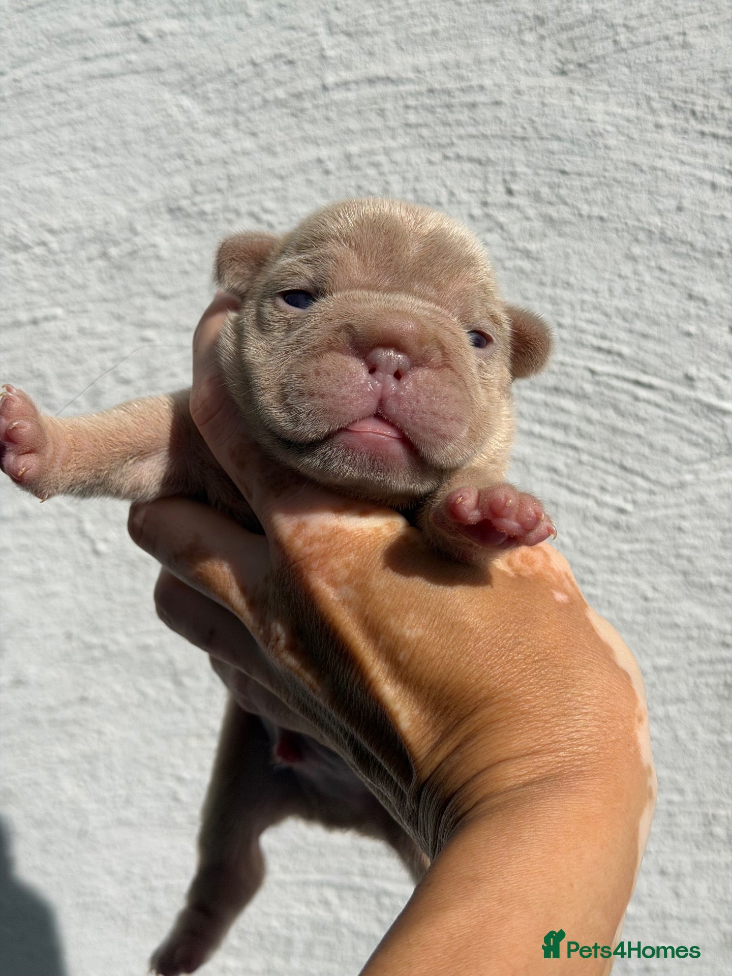 French Bulldog dogs New Shades Puppies/ DNA 🧬 Tested Parents  - Advert 2