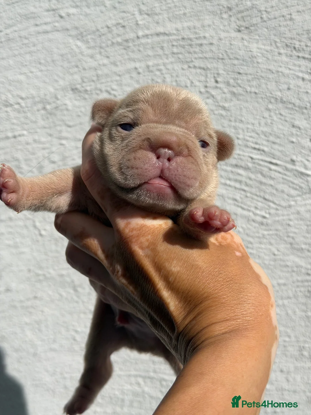 French Bulldog dogs for sale: New Shades Puppies/ DNA 🧬 Tested Parents  - Advert 2