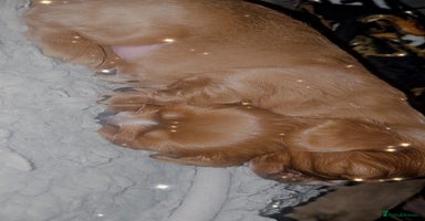 Cavalier King Charles Spaniel dogs Cavalier king charles puppies 32 gen pedigree KC - Advert 6