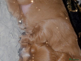 Cavalier King Charles Spaniel dogs - Advert 3