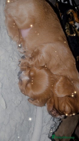 Cavalier King Charles Spaniel dogs - Advert 11