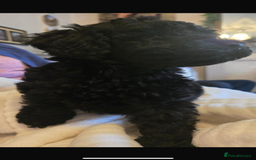 Toy Poodle dogs for sale: Stunning toy poodles  - Image 8