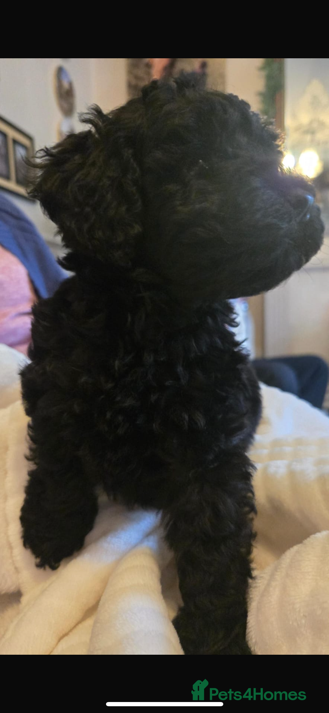Toy Poodle dogs for sale: Stunning toy poodles  - Image 8