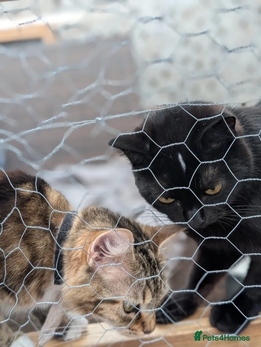 Mixed Breed cats for sale: X2 cats  - Advert 2