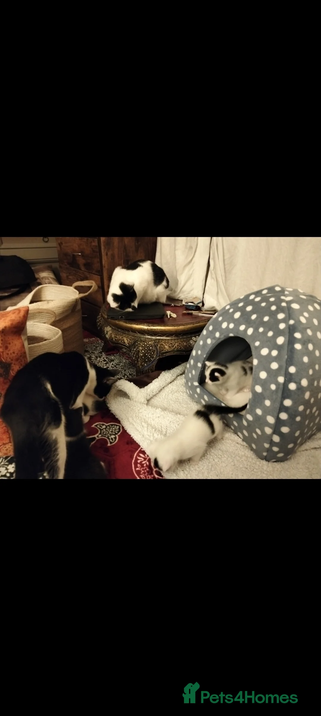 Mixed Breed cats for sale: Lovely kittens in Doncaster - Advert 2