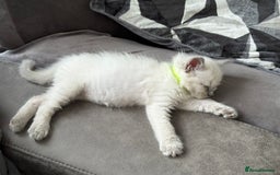 Ragdoll cats for sale: Stunning bluepoint Ragdoll kittens - Image 16