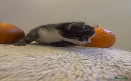 British Longhair cats for sale: Stunning kittens  - Advert 17