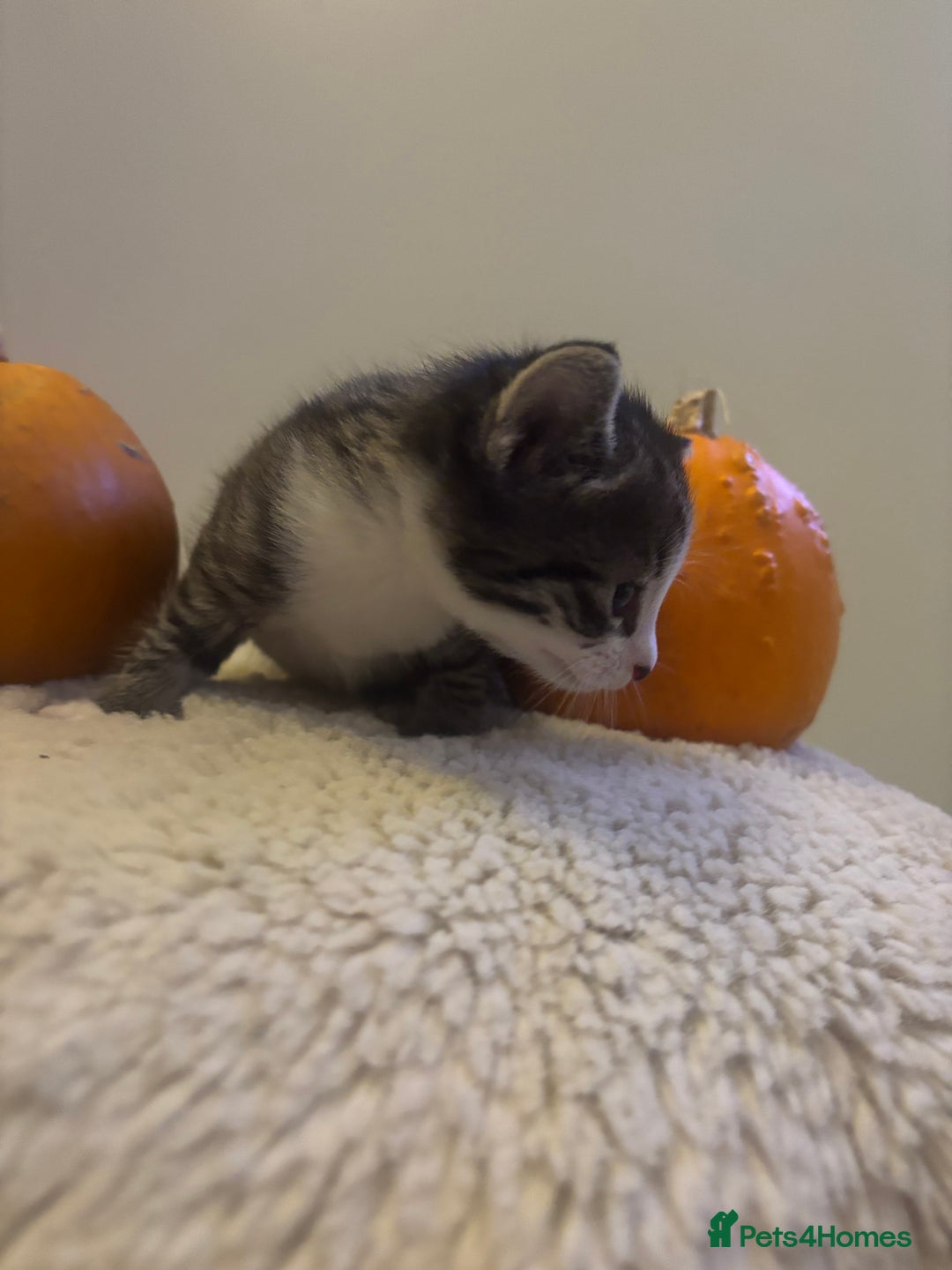 British Longhair cats for sale: Stunning kittens  - Advert 17