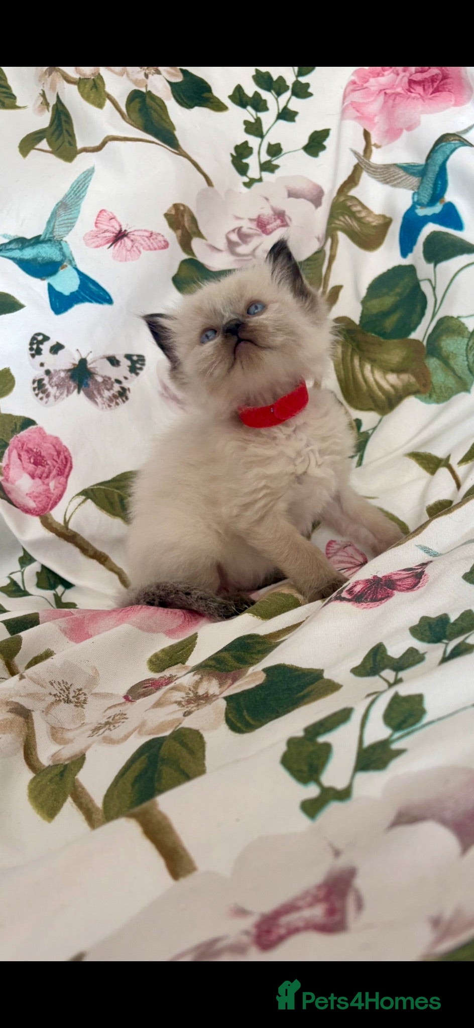 Ragdoll cats Beautiful Gccf registered Kittens - Advert 1