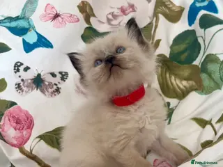 Ragdoll cats Beautiful Gccf registered Kittens - Advert 2