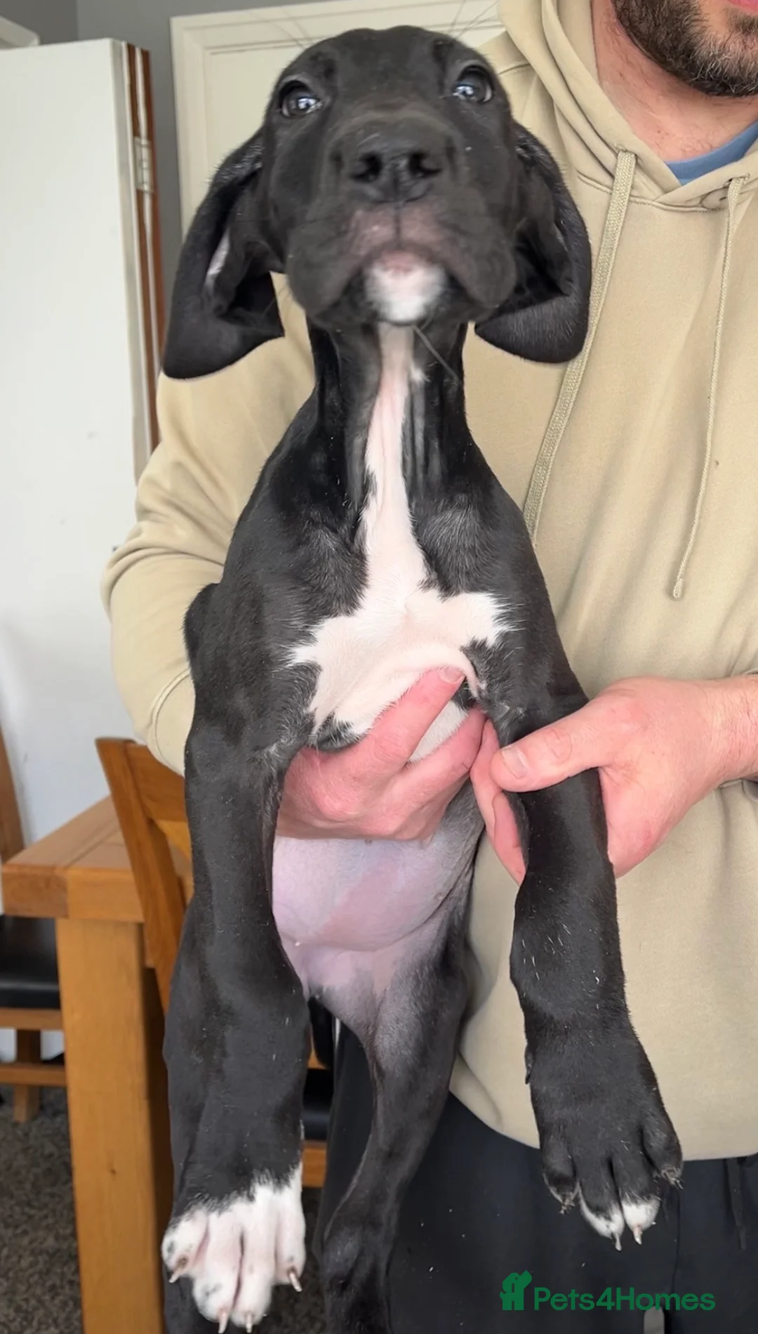Great Dane dogs for sale: Offers on black Kc reg health tested Dane pups - Advert 2