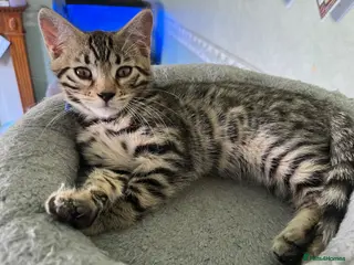 Bengal cats Ready Now!! Beautiful Bengal / Ragdoll Cross - Advert 9
