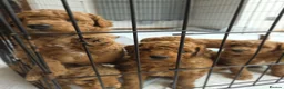 Miniature Poodle dogs for sale: Adorable Miniature Poodle Puppies - Advert 20