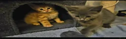 Mixed Breed cats for sale: Elven Bengal Kittens  - Advert 3