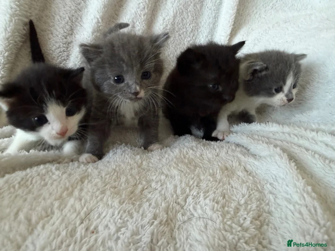Mixed Breed cats for sale: Adorable Persian Cross Kittens  - Advert 2