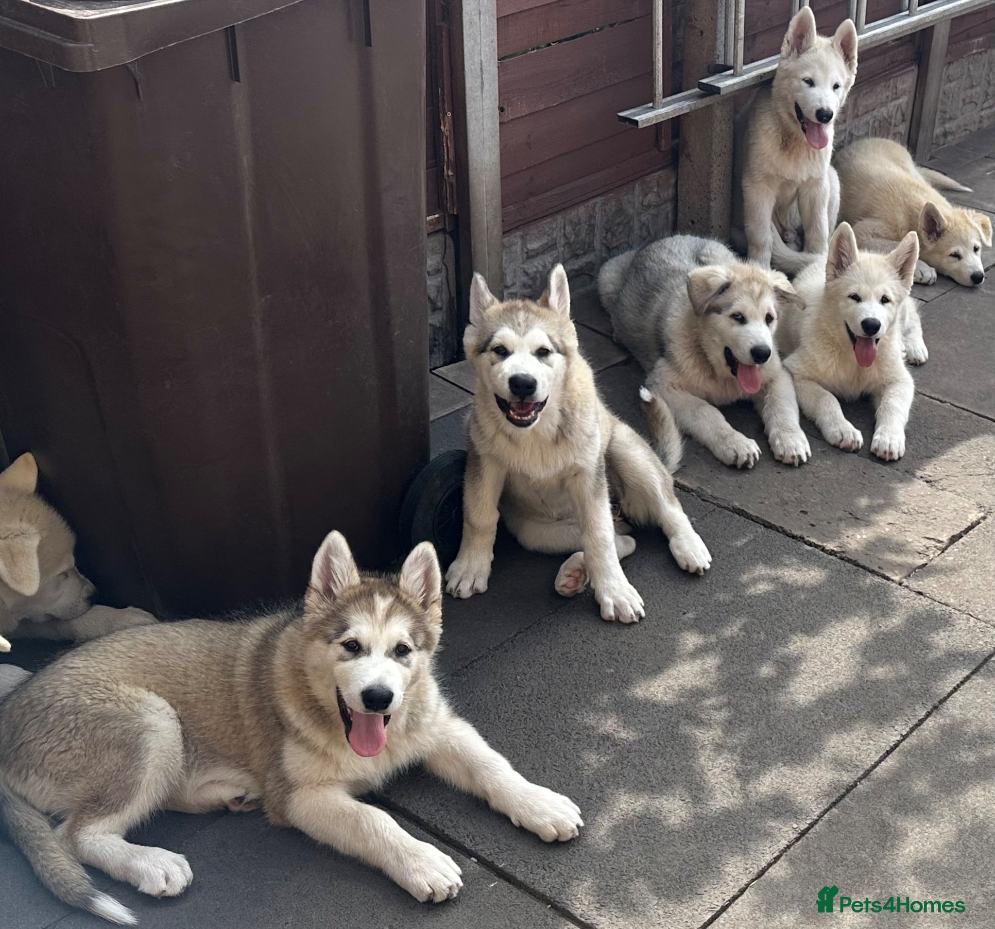 Alaskan Malamute dogs Pure beautiful Alaskan Malamute pups - Advert 1