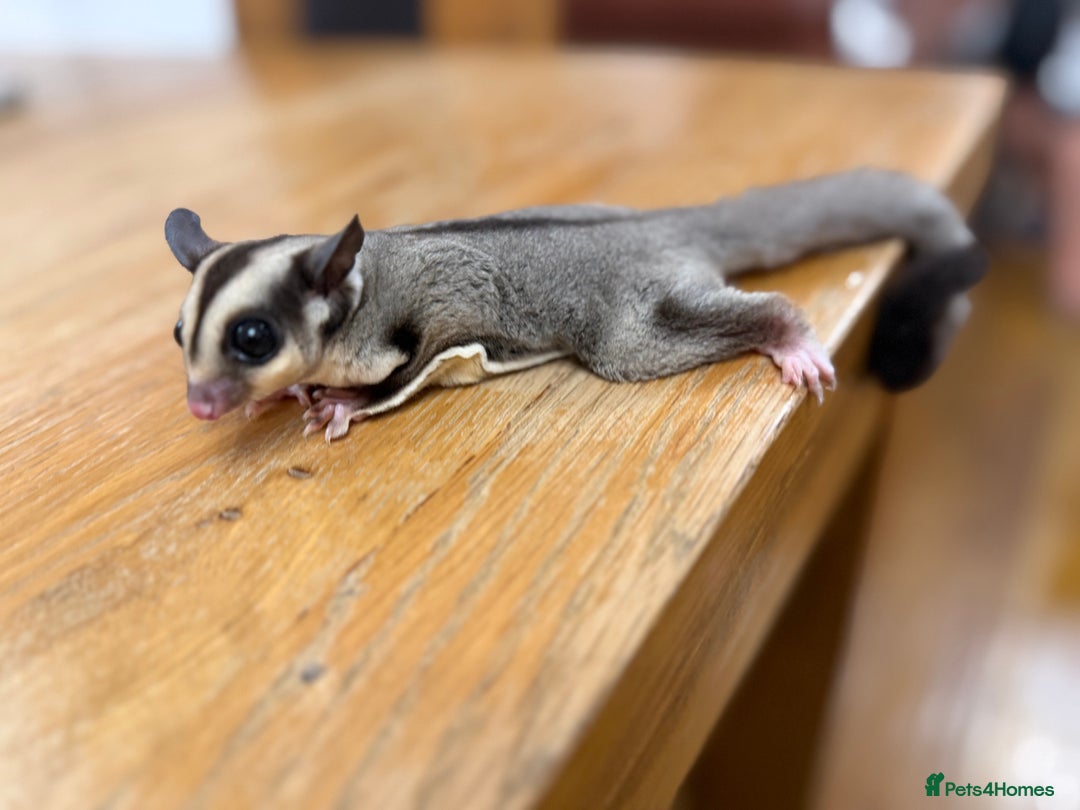 Sugar Glider rodents for sale:  2 Female Sugar Gliders – 5 Months Old (Tame) - Image 25