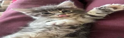 Mixed Breed cats for sale: 3 Gorgeous Kittens left 🤍 - Advert 20