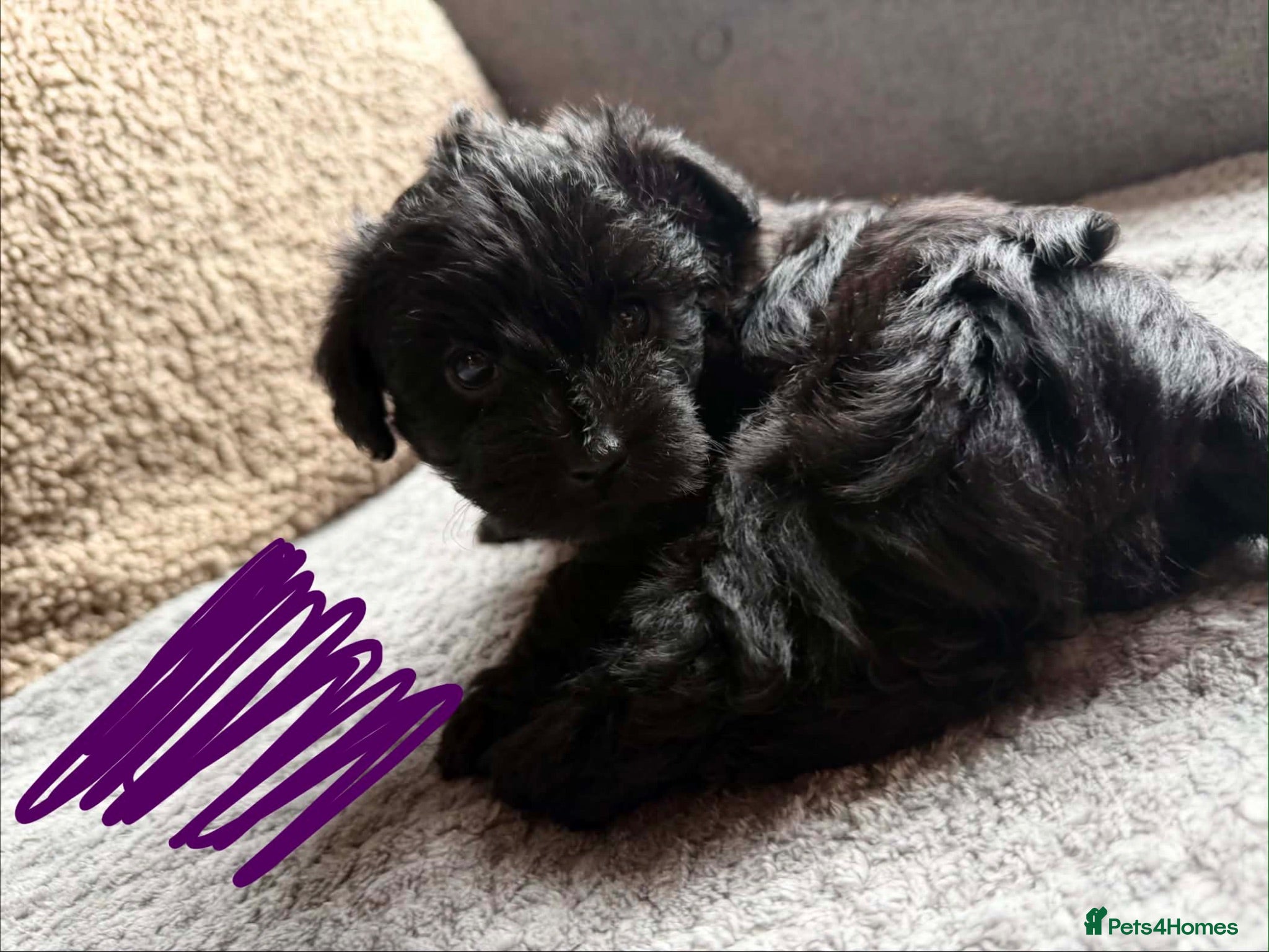 Westiepoo dogs Stunning Westiepoo puppies GIRLS ONLY LEFT - Advert 2