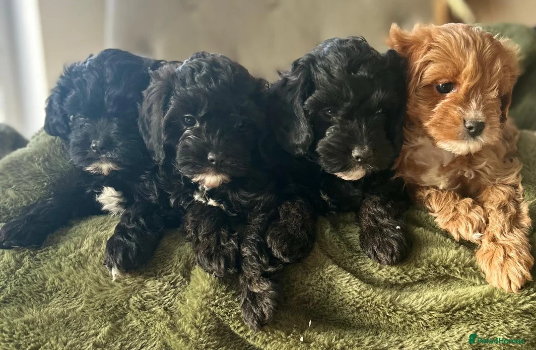 Cavapoo dogs for sale: Stunning cavapoos black and tan boy left  - Advert 3