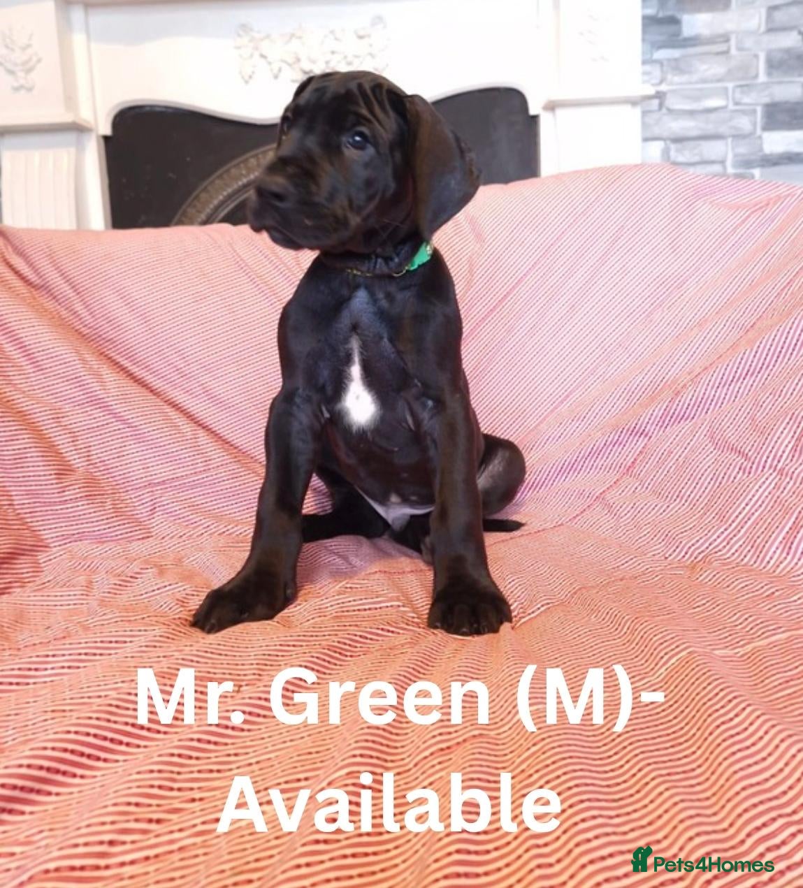 Great Dane dogs Great Dane Puppies - Advert 9