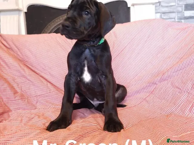 Great Dane dogs Great Dane Puppies - Advert 1