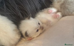 Ragdoll cats for sale: Tortie flame mink sepia tica  - Image 19
