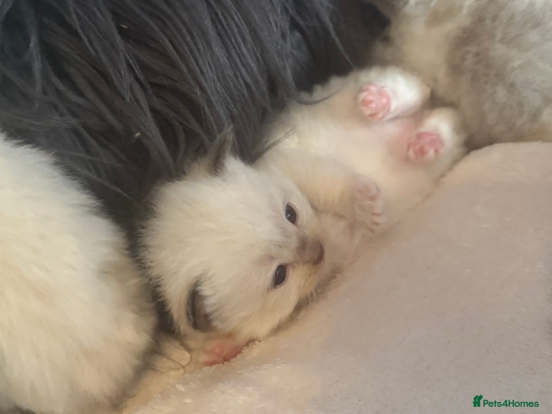 Ragdoll cats for sale: Tortie flame mink sepia tica  - Image 19