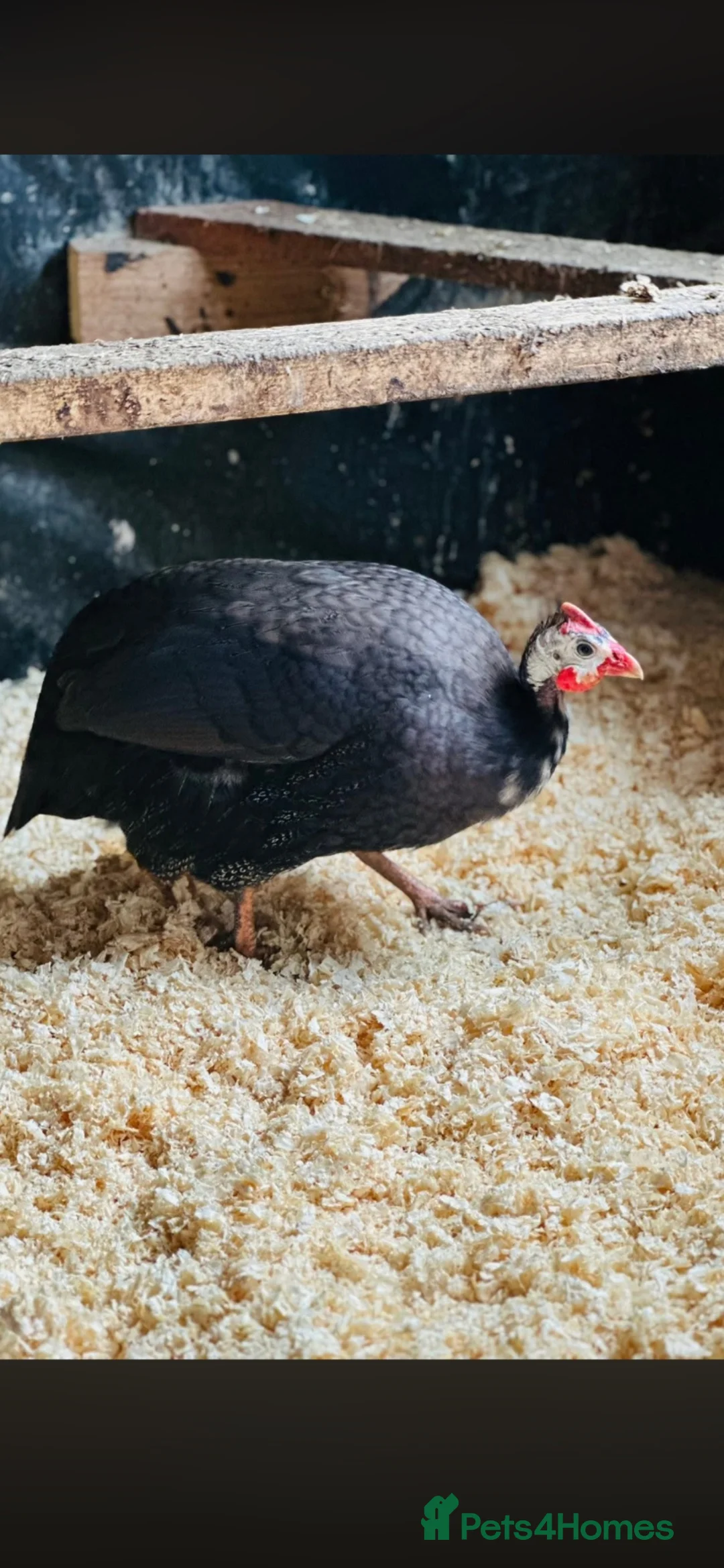 Guinea Fowl poultry for sale: Guinea keets - Advert 5