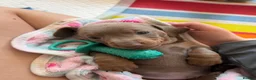 Miniature Dachshund dogs for sale: Miniature dachshund puppies  in Oxford - Advert 9