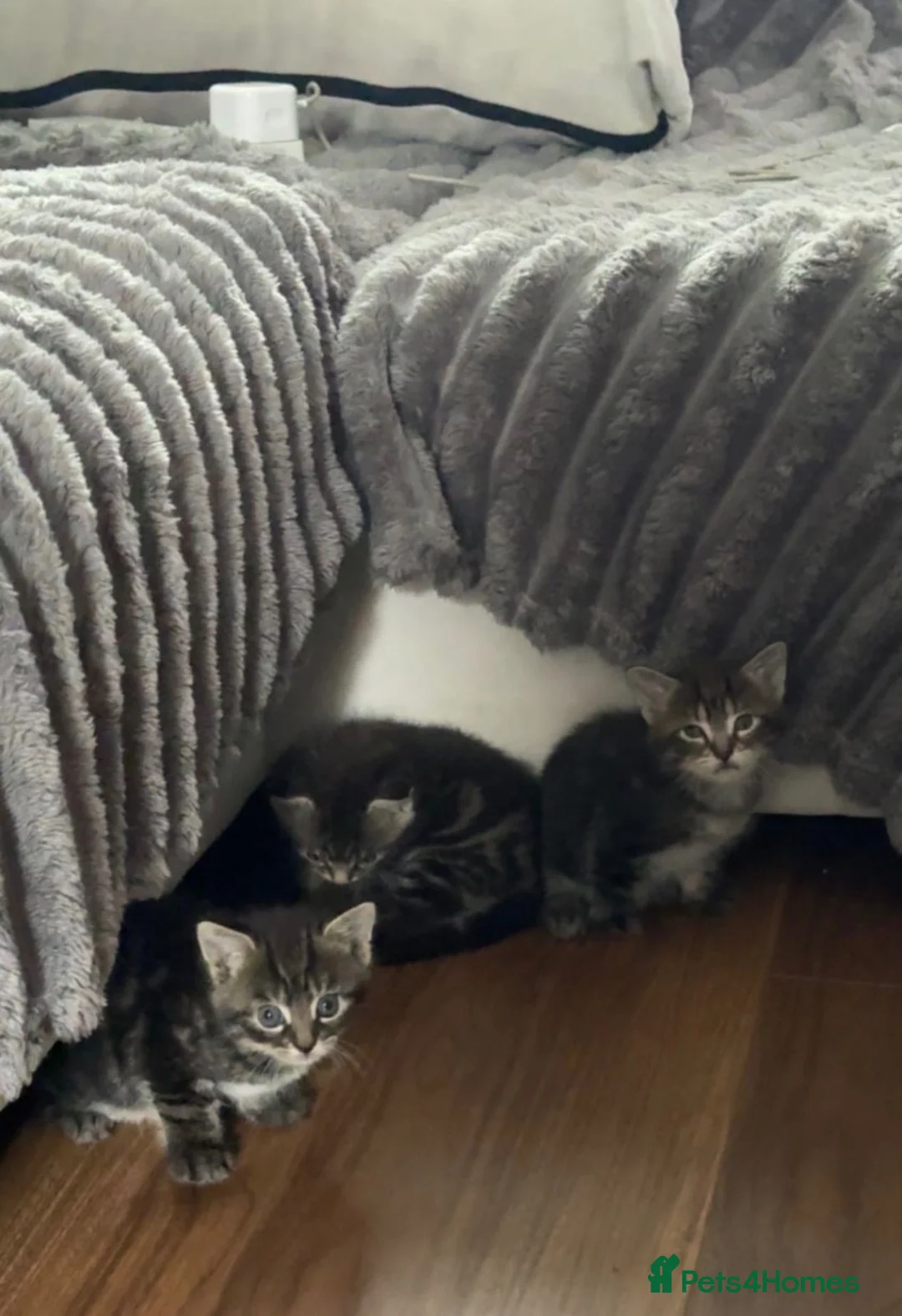 Mixed Breed cats for sale: Mixed cats  in Oldham - Advert 2
